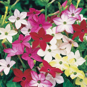 Tabac d'ornement en mélange - Nicotiana alata - Potager