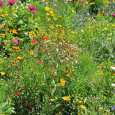 Graines de fleurs spécial terrains secs en mélange - Mélange spécial terrains secs - Potager