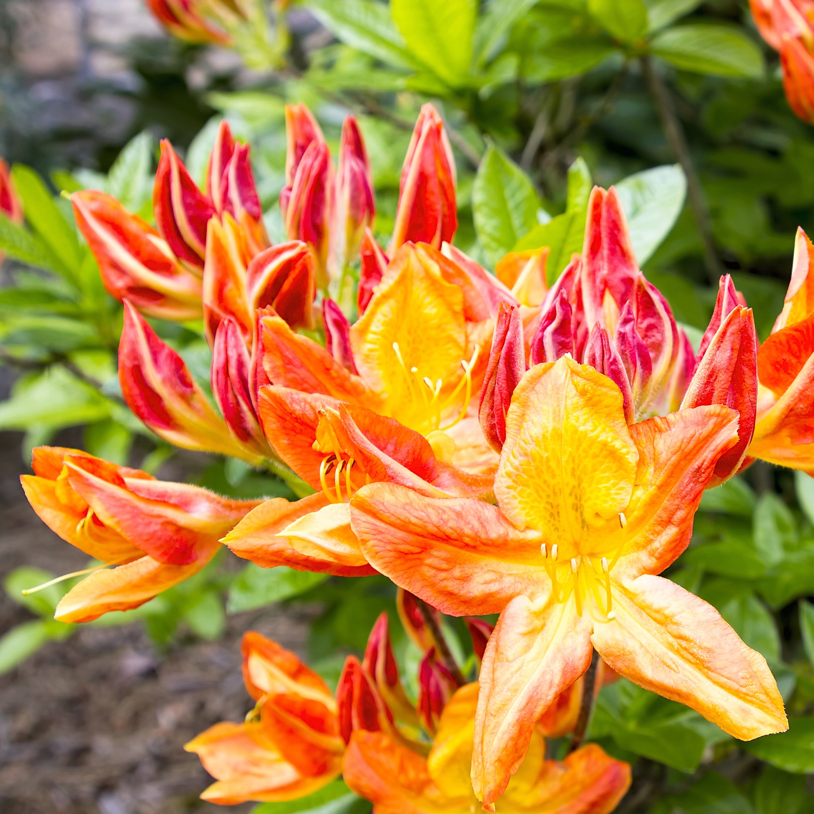 Collection de 3 Azalées de Chine : orangé, jaune, blanche - Azalea mollis