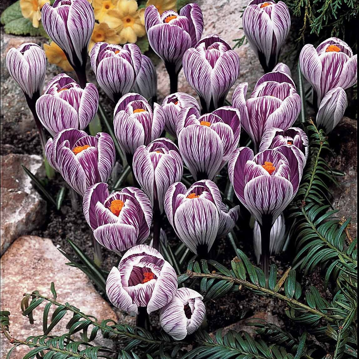 60 Crocus blanc violet, jaune, blanc, violet en mélange - Crocus 'yellow mammouth', 'flower record', 'jeanne