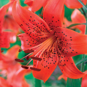 Collection de 6 Lis La vie en rouge et Fusion - Lilium red life , fusion - Bulbes à fleurs