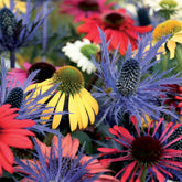 3 Rudbeckias et Chardon bleu en mélange - Echinacea, eryngium alpinum - Plantes vivaces