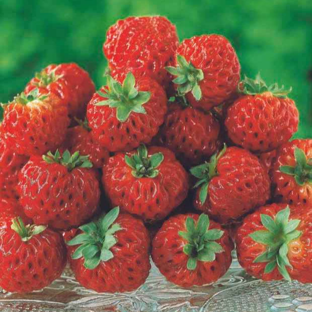 Collection de 4 fraisiers originaux - Fragaria pineberry ® framberry ® - Fruitiers Arbres et arbustes