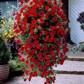 Collection de 9 Pétunias : rouges, roses, jaunes - Petunia - Plantes