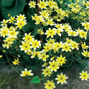 Collection de 6 Bidens jaunes et orangés - Bidens'taka tuka ferulifolia beedance painted yellow - Plantes vivaces