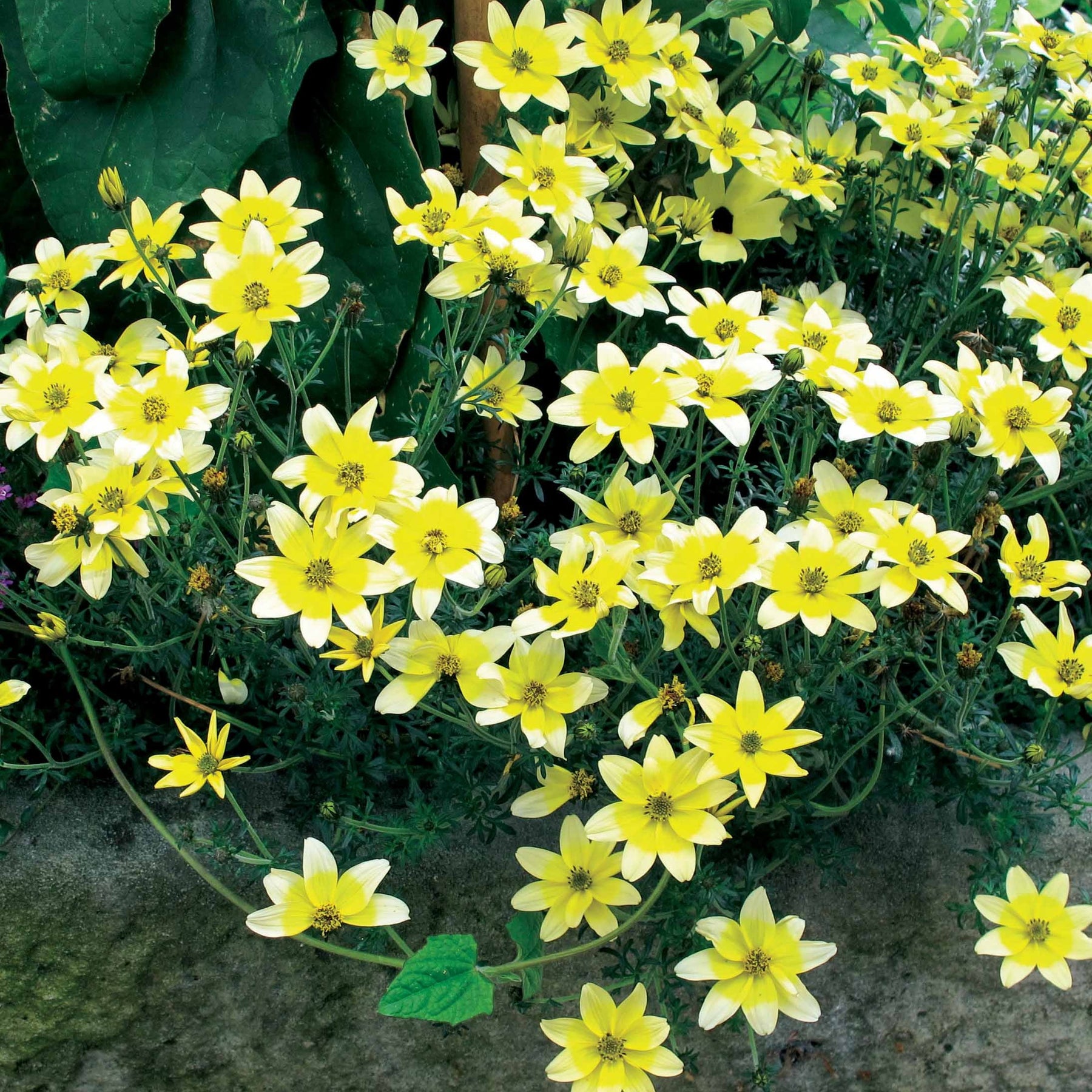 Collection de 6 Bidens jaunes et orangés - Bidens'taka tuka ferulifolia beedance painted yellow - Plantes vivaces