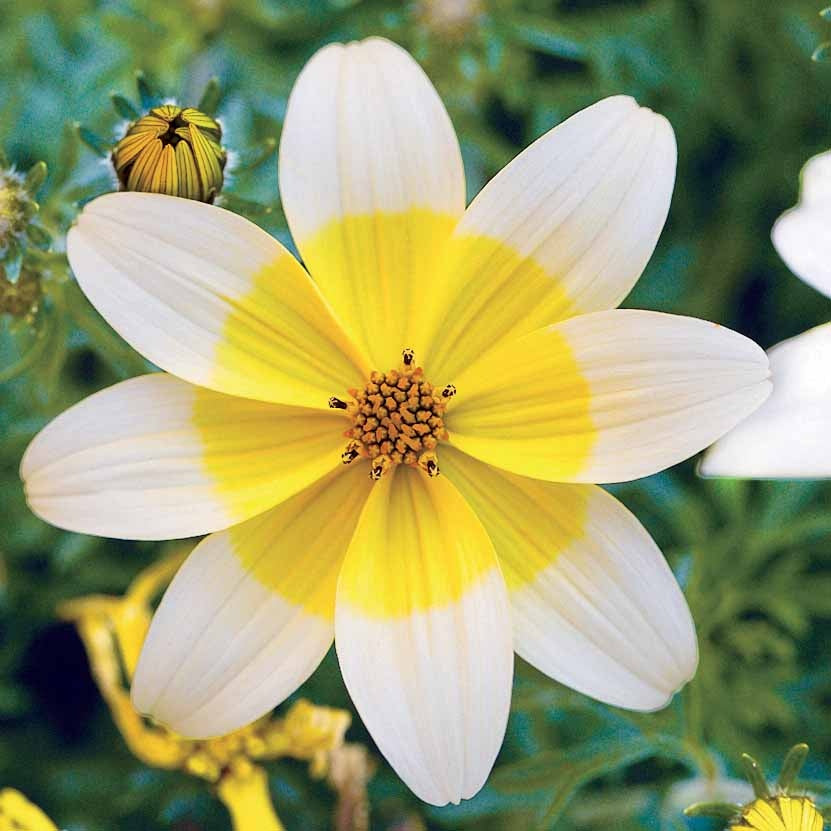 Collection de 6 Bidens jaunes et orangés - Bidens'taka tuka ferulifolia beedance painted yellow - Fleurs vivaces