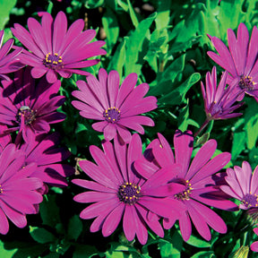 Collection de 9 Marguerites du Cap : pourpres, roses blancs, blancs - Osteospermum margarita 'purple', 'pink flave', 'white' - Plantes vivaces