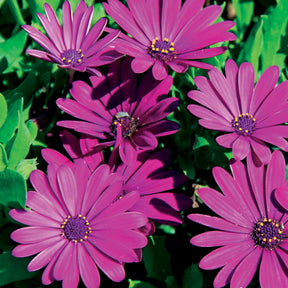 Collection de 9 Marguerites du Cap : pourpres, roses blancs, blancs - Osteospermum margarita 'purple', 'pink flave', 'white' - Fleurs vivaces