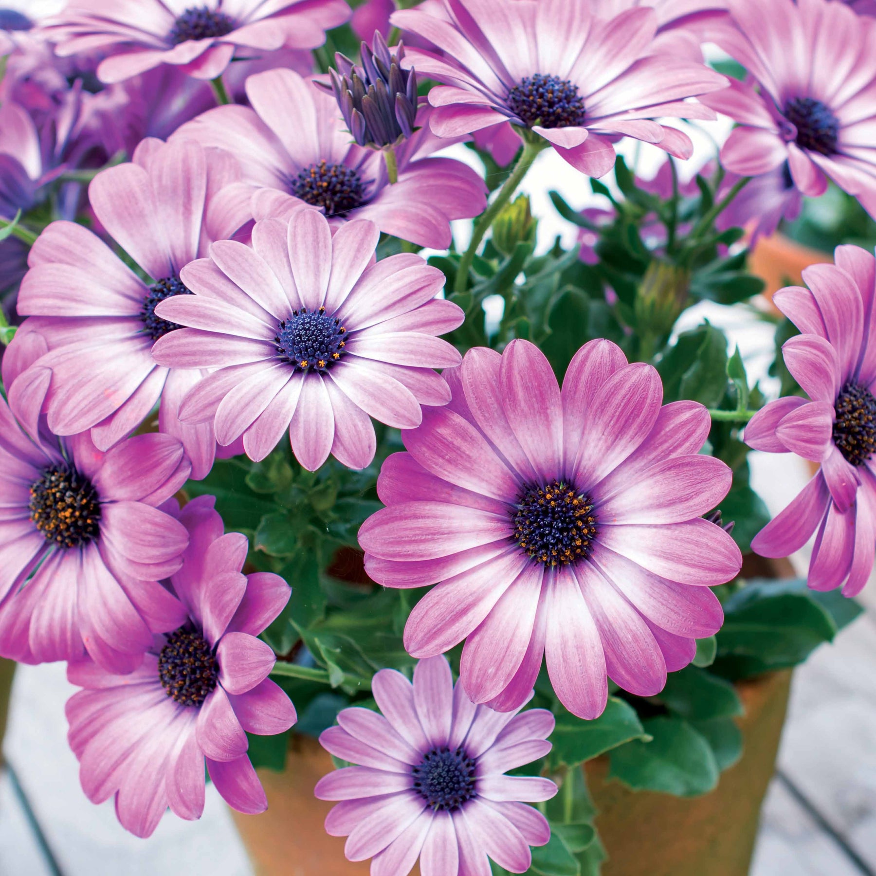 Collection de 9 Marguerites du Cap : pourpres, roses blancs, blancs - Osteospermum margarita 'purple', 'pink flave', 'white'