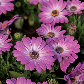 Collection de 9 Marguerites du Cap : pourpres, roses blancs, blancs - Osteospermum margarita 'purple', 'pink flave', 'white'