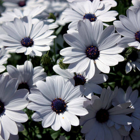 Collection de 9 Marguerites du Cap : pourpres, roses blancs, blancs - Osteospermum margarita 'purple', 'pink flave', 'white'