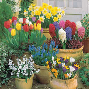 Collection de 75 Bulbes pour terrasse et jardin - Tulipa, narcissus, hyacinthus, crocus, muscaris, p - Plantes