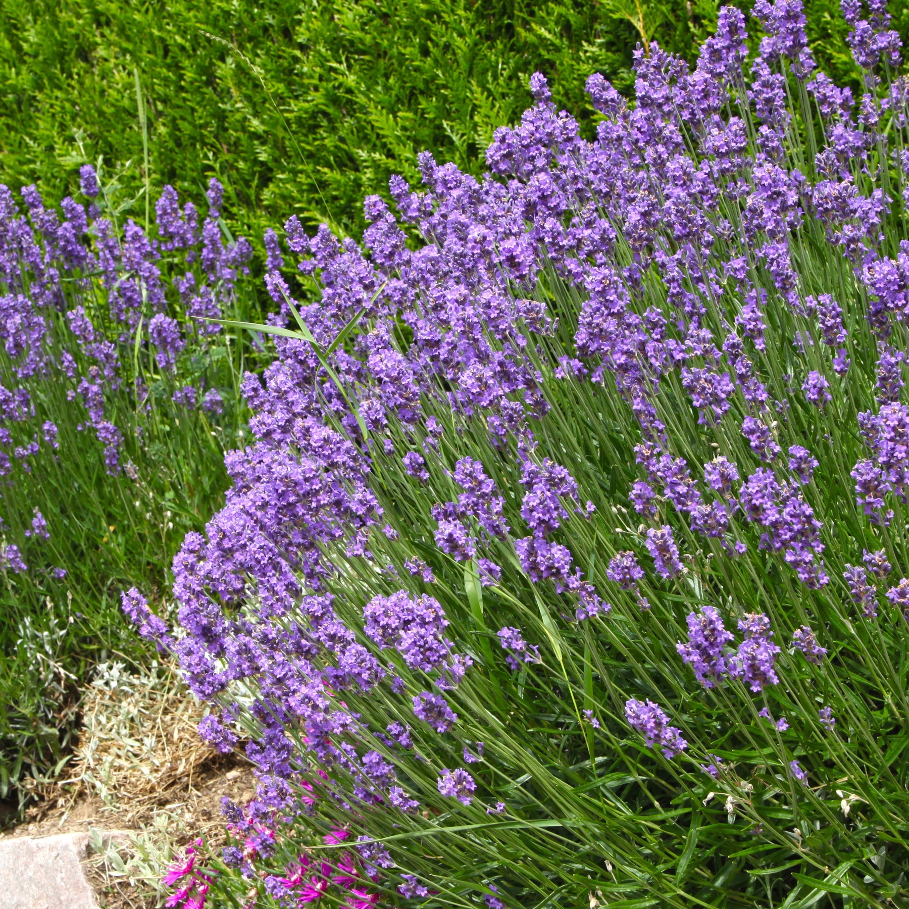 Collection de 6 plantes vivaces pastel - Malva sylvestris zebrina, lavandula munstead, oenothera speciosa