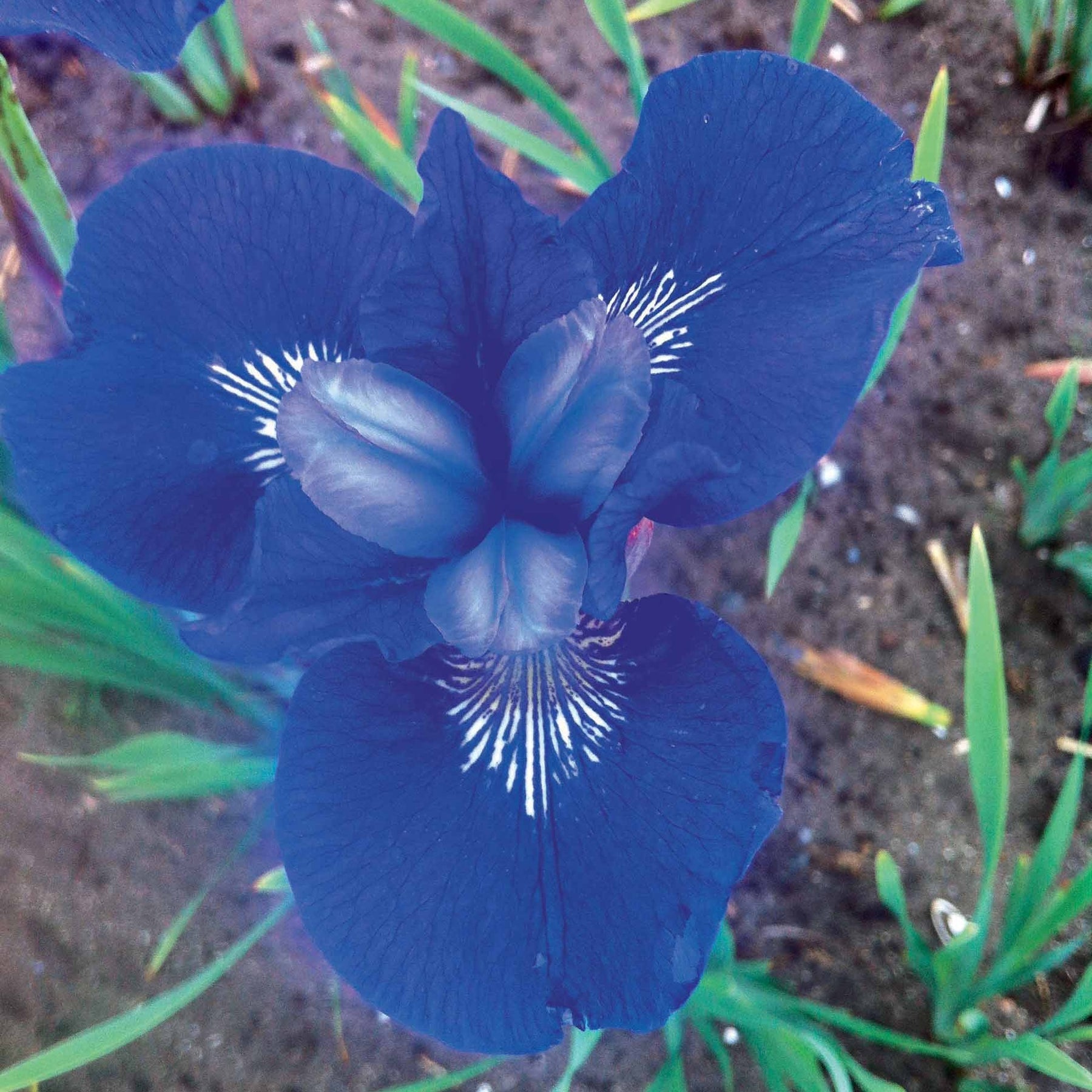 Collection de 12 plantes vivaces à fleurs bleues - Isotoma fluviatilis, lupinus, iris sibirica, geranium himalayense