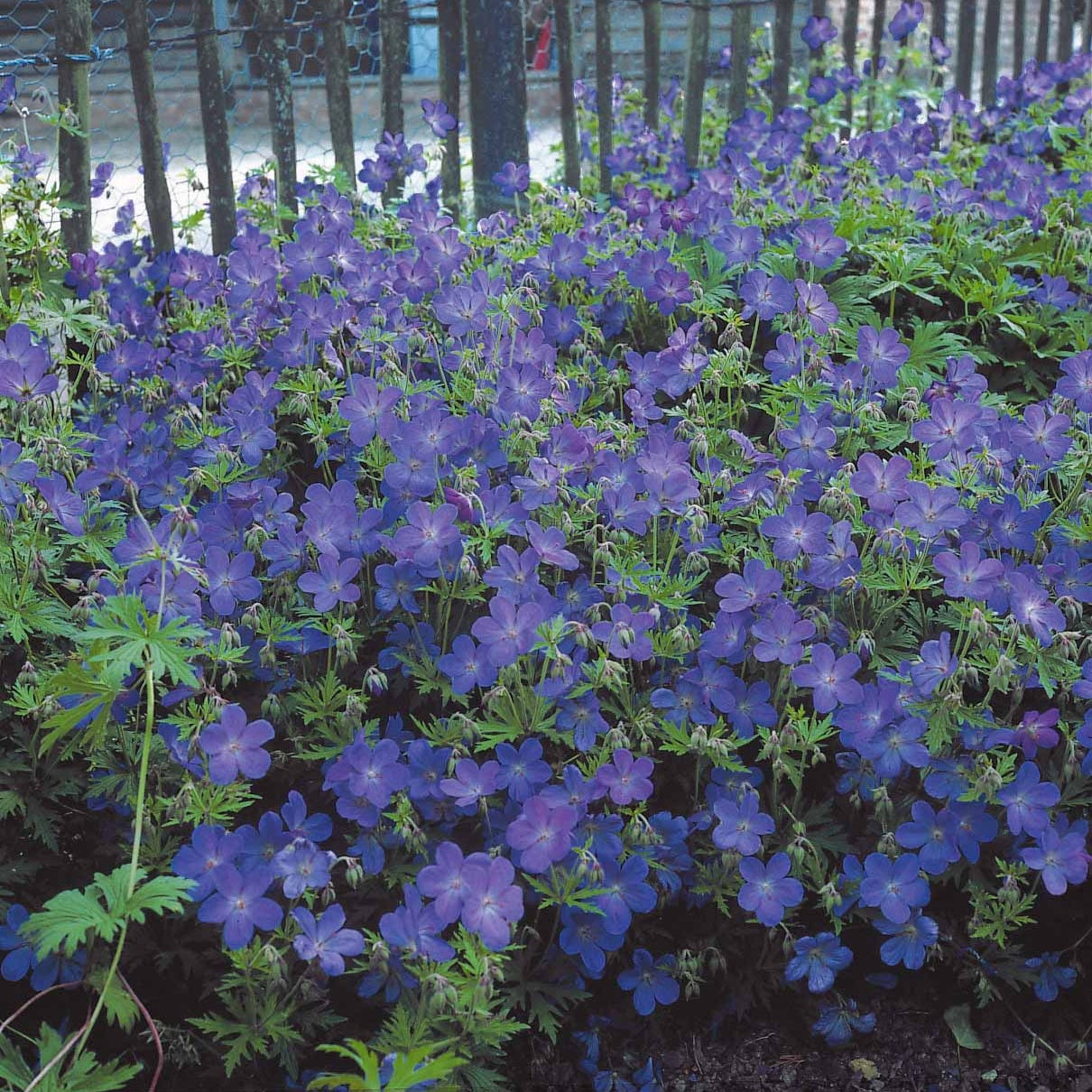 Collection de 12 plantes vivaces à fleurs bleues - Isotoma fluviatilis, lupinus, iris sibirica, geranium himalayense