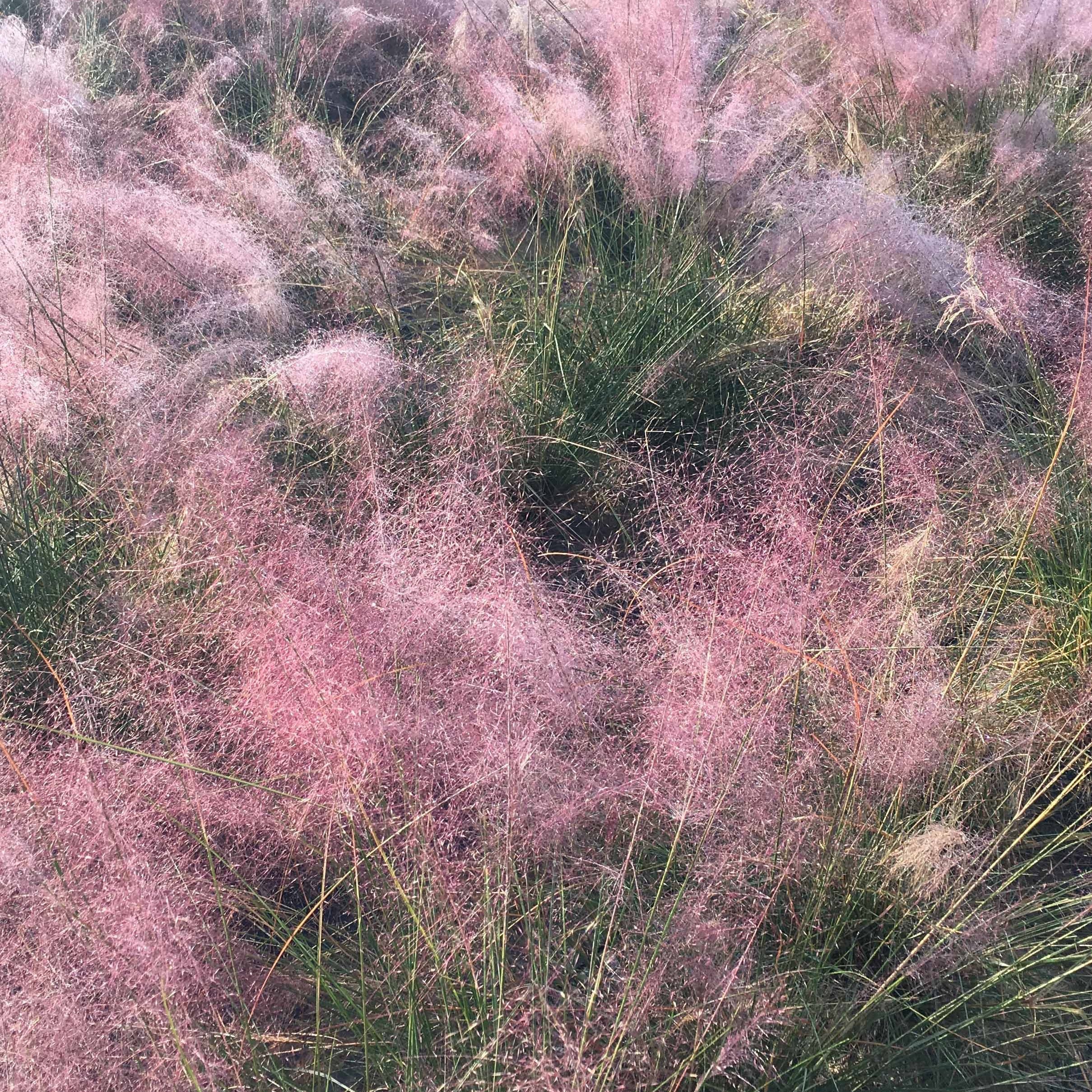 Collection de 6 plantes vivaces pour extérieur moderne - Stipa tenuissima, Muhlenbergia capillaris, Lavandula angustifolia