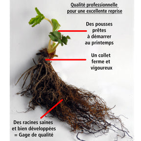 Collection de 9 Fruitiers à fruits rouges - Rubus idaeus 'sumo 2', ribes rubrum 'rovada', frag