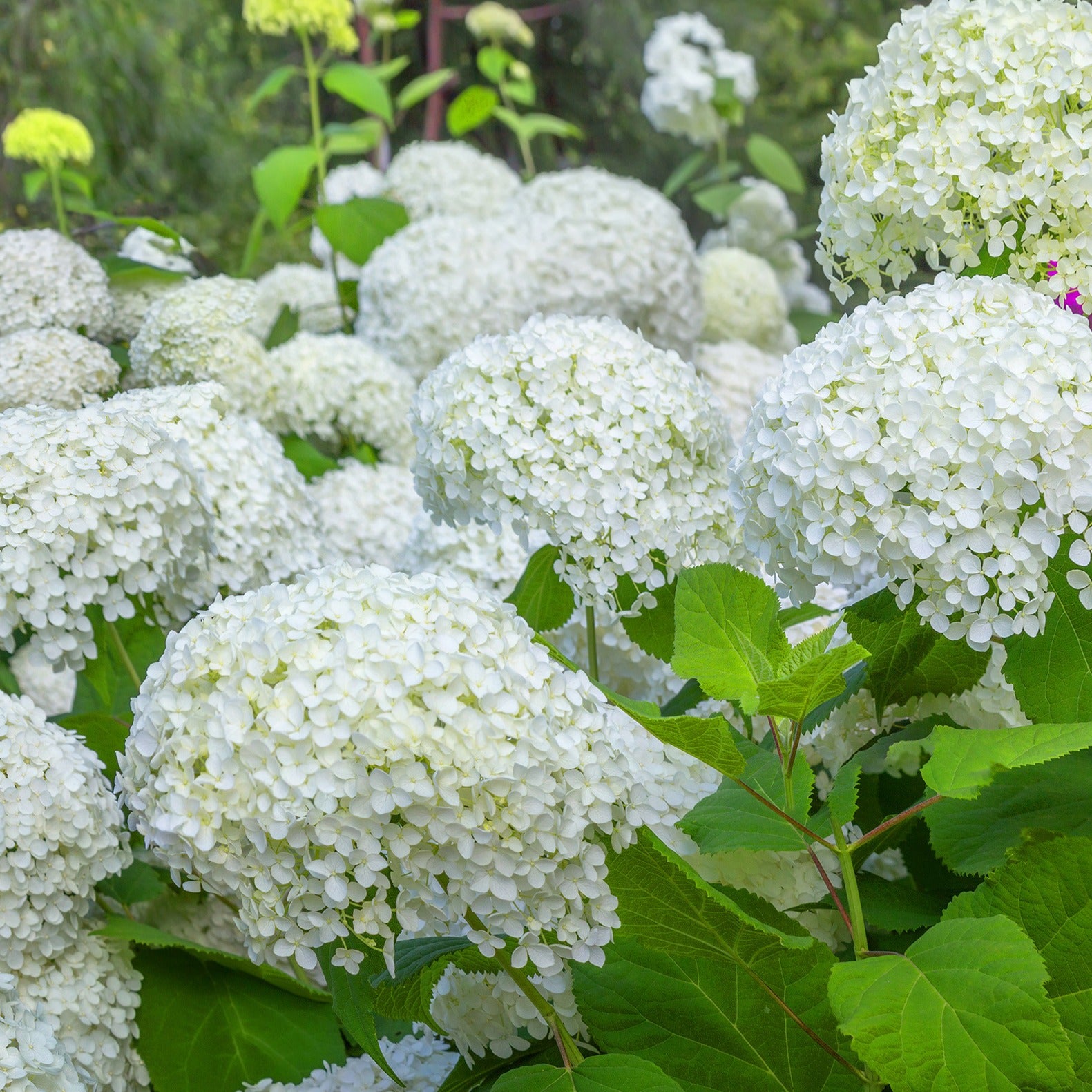 Collection d'Hortensias pour massifs et haies fleuris - 3 arbustes - Hydrangea macrophylla