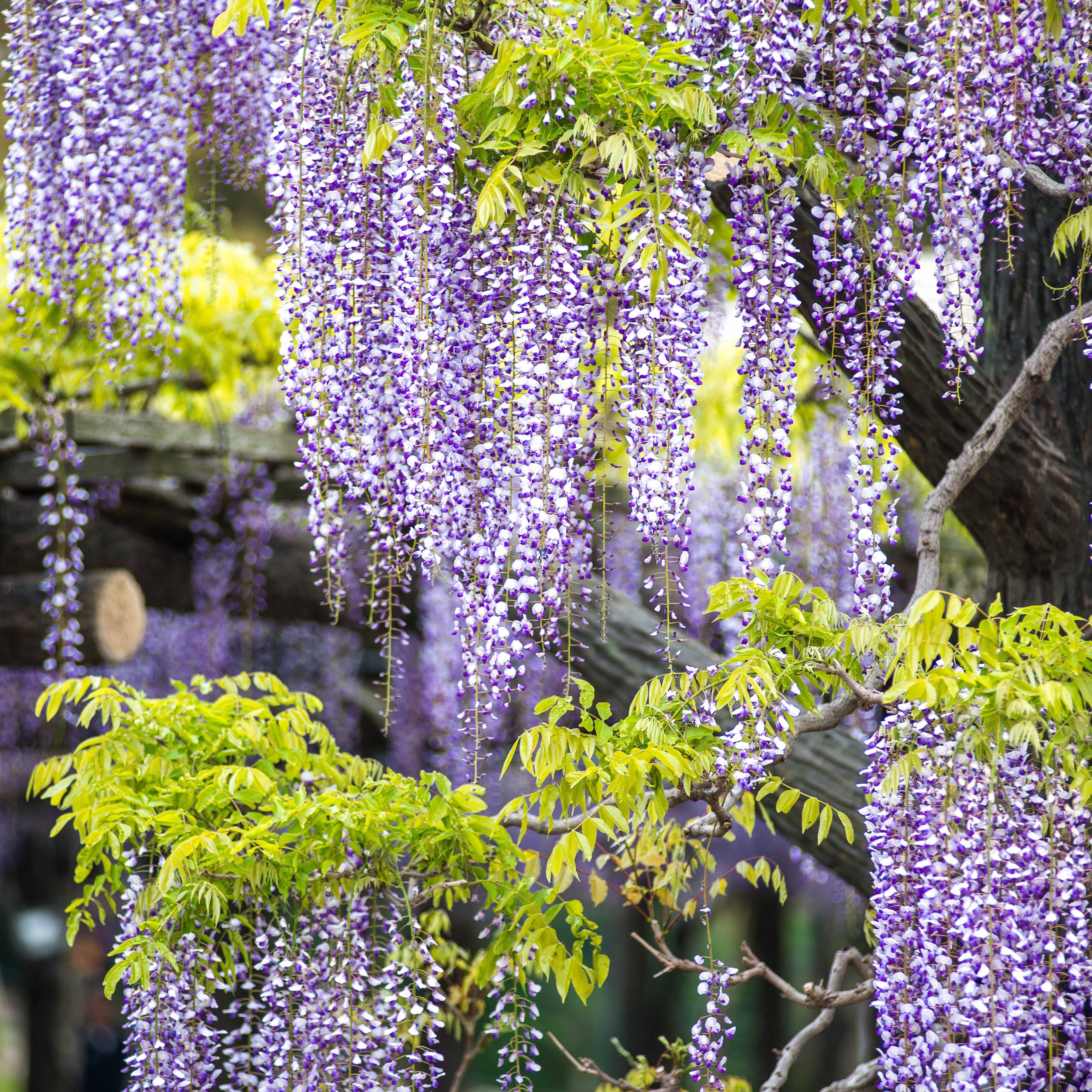 Collection de 3 plantes grimpantes à floraisons abondantes - Clematis montana Mayleen , Trachelospermum jasminoides, Wisteria frutescens Amethyst Falls