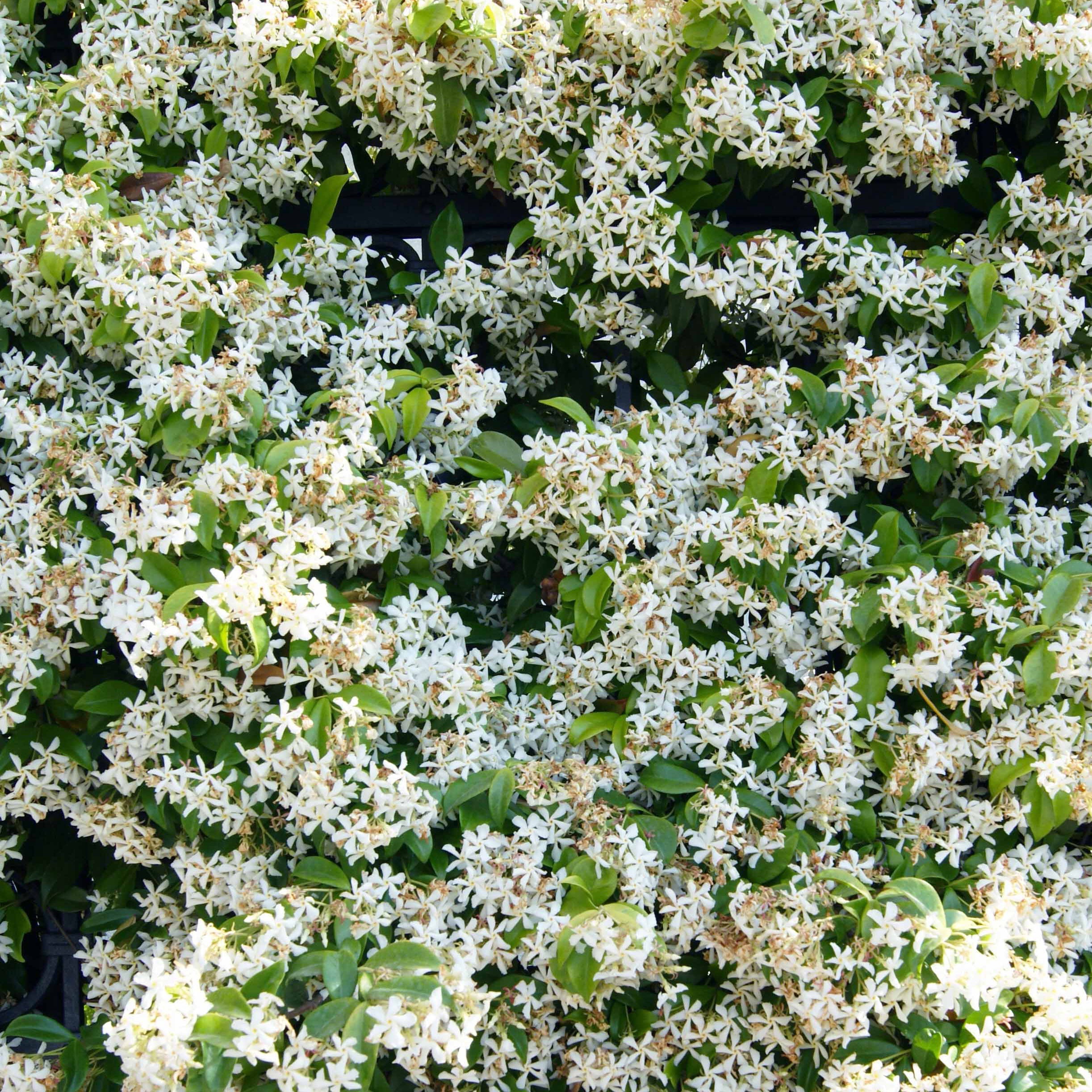 Collection de 3 plantes grimpantes à floraisons abondantes - Clematis montana Mayleen , Trachelospermum jasminoides, Wisteria frutescens Amethyst Falls