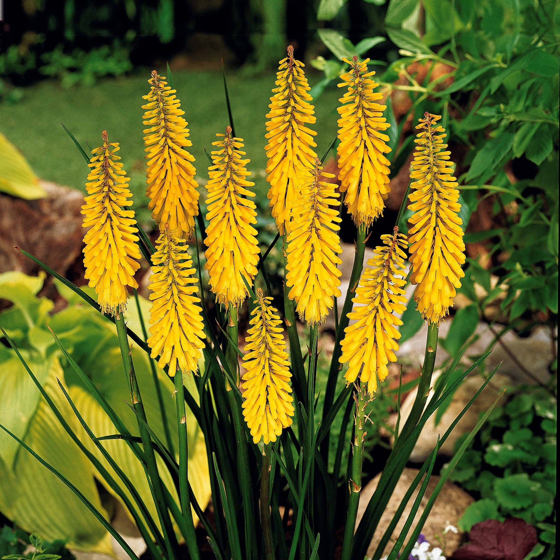 Collection de 8 delphiniums et tritomas - Delphinium Sky Blue, Kniphofia Sunningdale Gold - Plantes vivaces