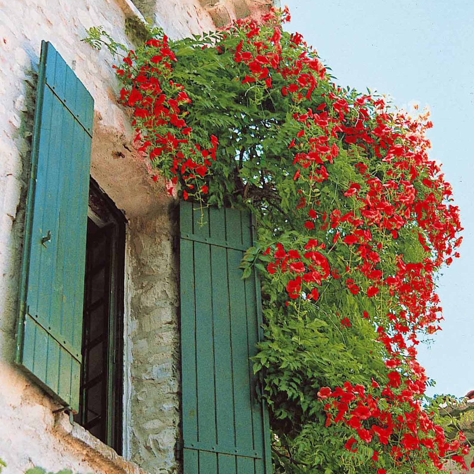 Collection de Bignone et Chèvrefeuille - Campsis radicans stromboli, lonicera periclymenum - Plantes grimpantes