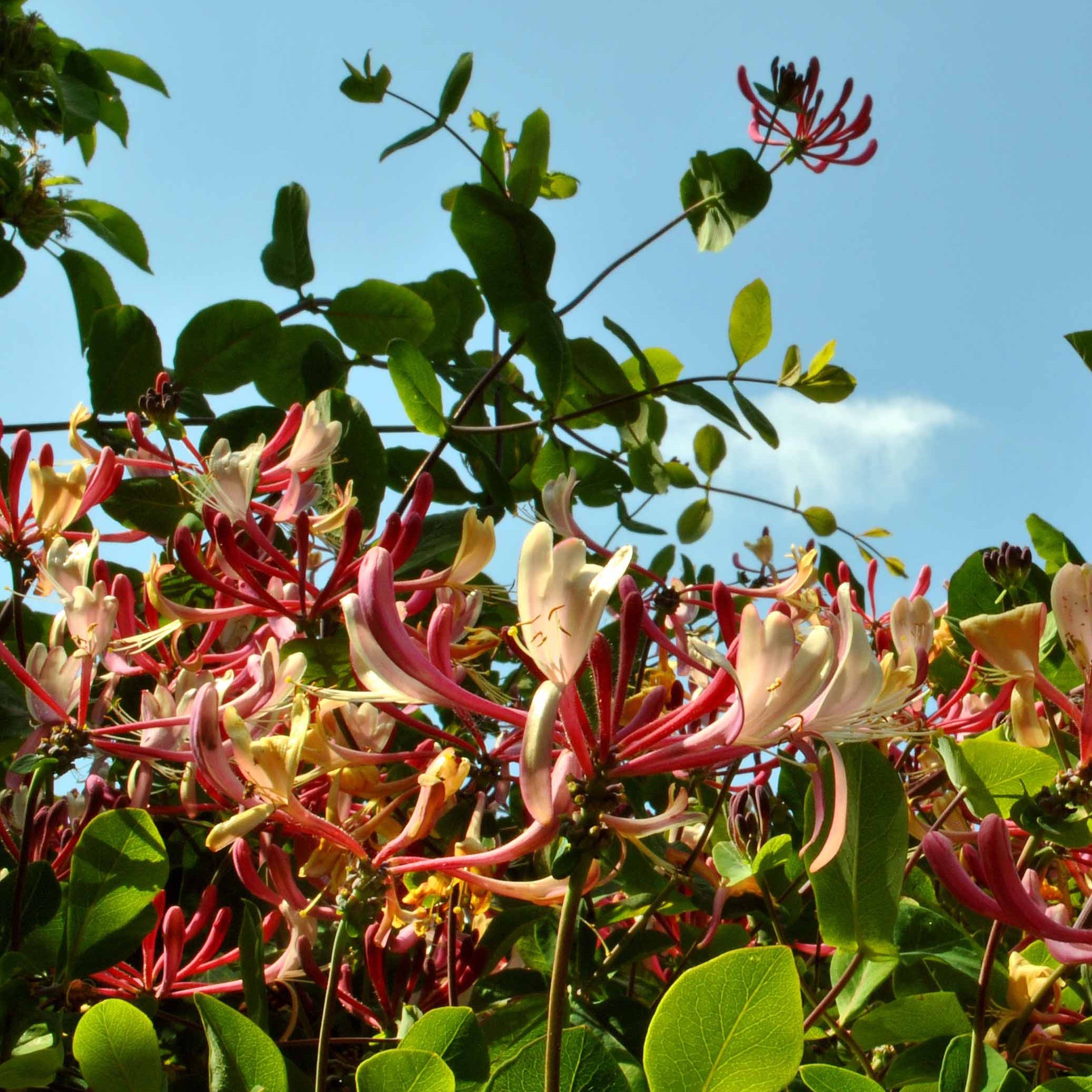 Collection de Bignone et Chèvrefeuille - Campsis radicans stromboli, lonicera periclymenum