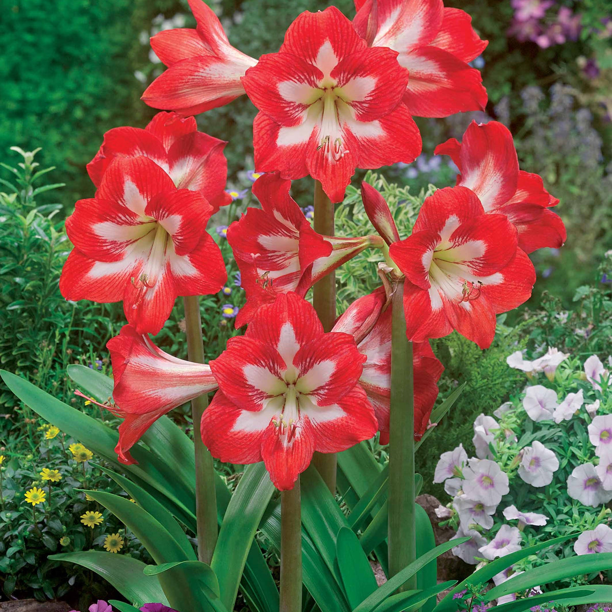 3 Amaryllis sonatini en mélange - Amaryllis sonatini(eye catcher, douceur sucré, whi - Plantes