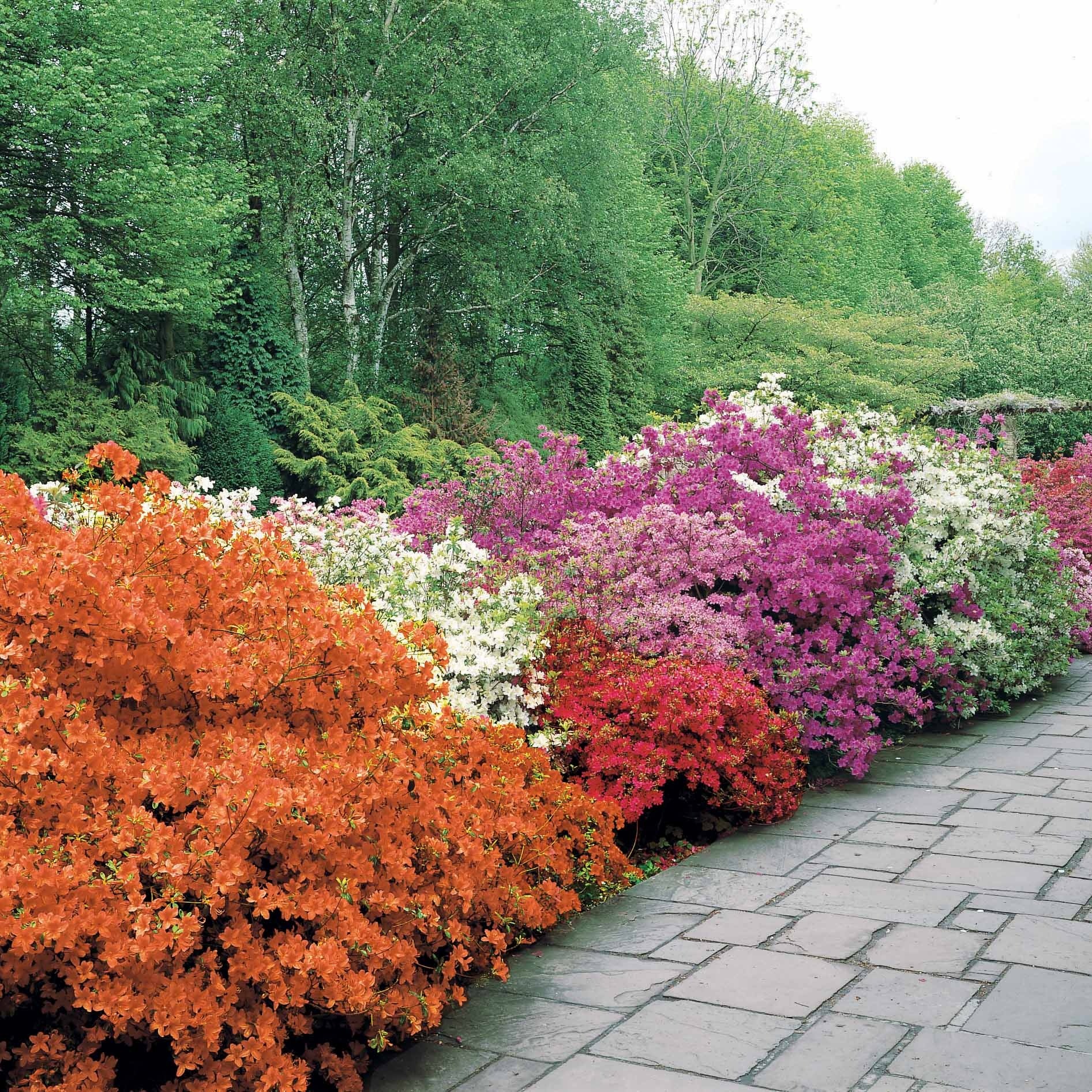 Collection de 3 Azalées du Japon - Azalea japonica - Azalées