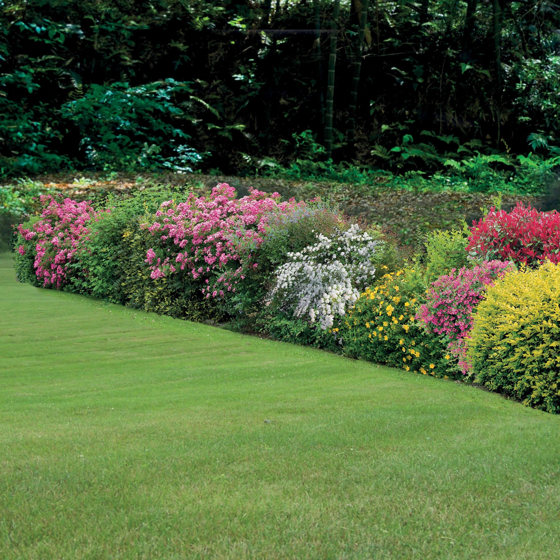 Collection Haie fleuries d'été - 6 arbustes - Hypericum, spiraea, ligustrum aureum, caryopteris, - Plantes