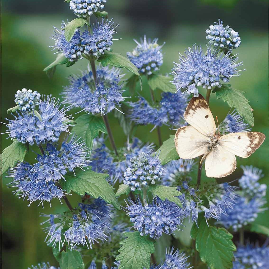 Collection Haie fleuries d'été - 6 arbustes - Hypericum, spiraea, ligustrum aureum, caryopteris, - Collections d'arbustes