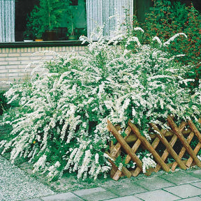 Collection Haie fleuries d'été - 6 arbustes - Hypericum, spiraea, ligustrum aureum, caryopteris,