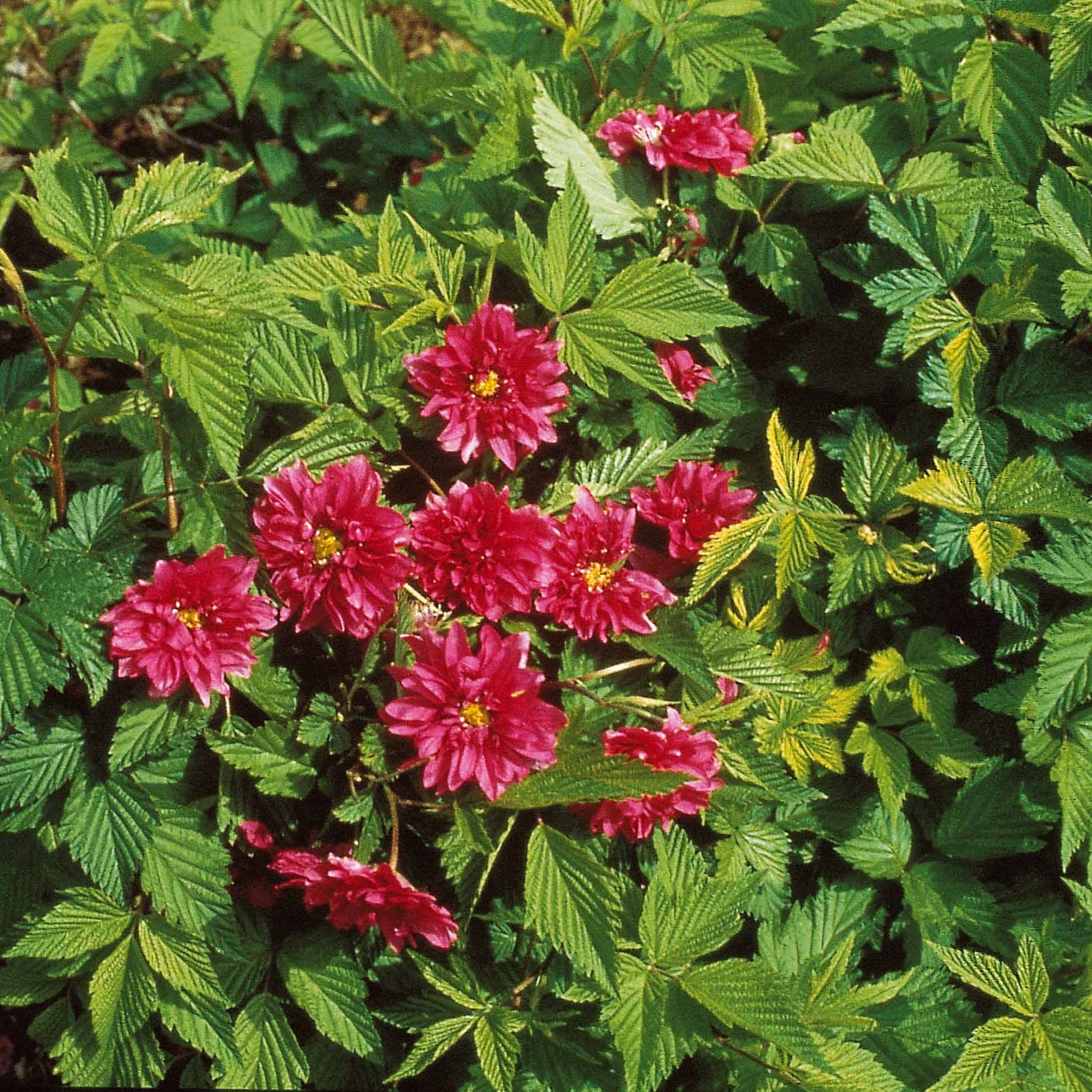 Collection Haie fleuries d'été - 6 arbustes - Hypericum, spiraea, ligustrum aureum, caryopteris,