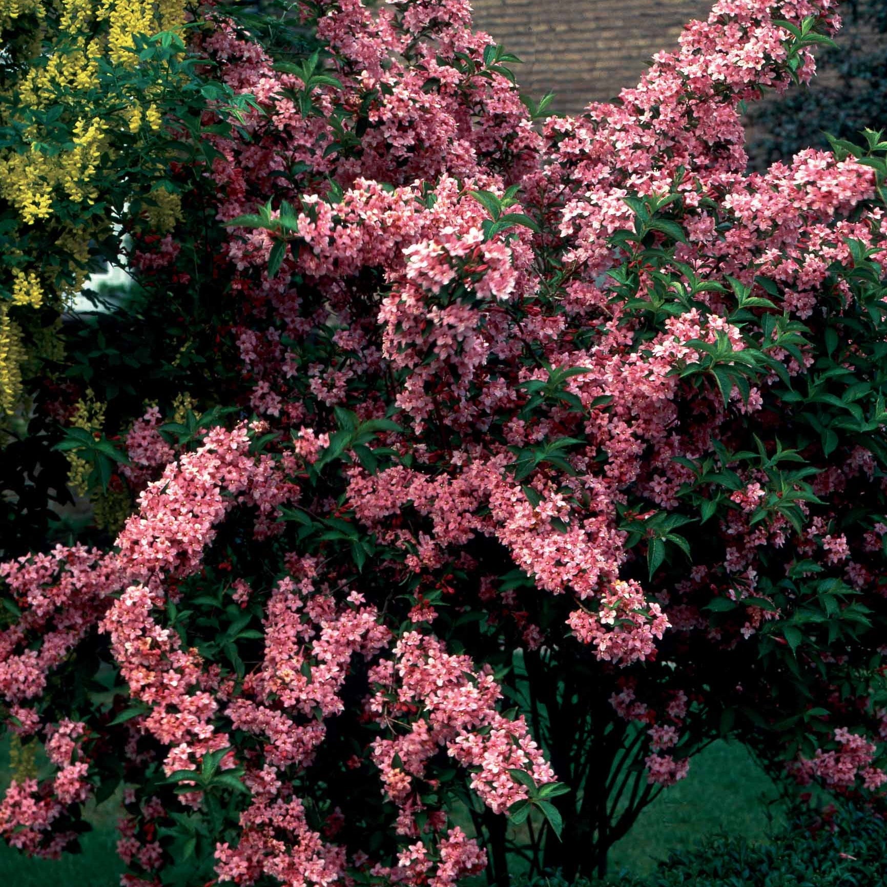 Collection Haie fleuries d'été - 6 arbustes - Hypericum, spiraea, ligustrum aureum, caryopteris,