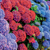 Collection de 4 Hortensias rouges et bleus - Hydrangea macrophylla - Arbustes