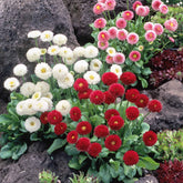 2 Pâquerettes en mélange - Bellis perennis mixed - Plantes