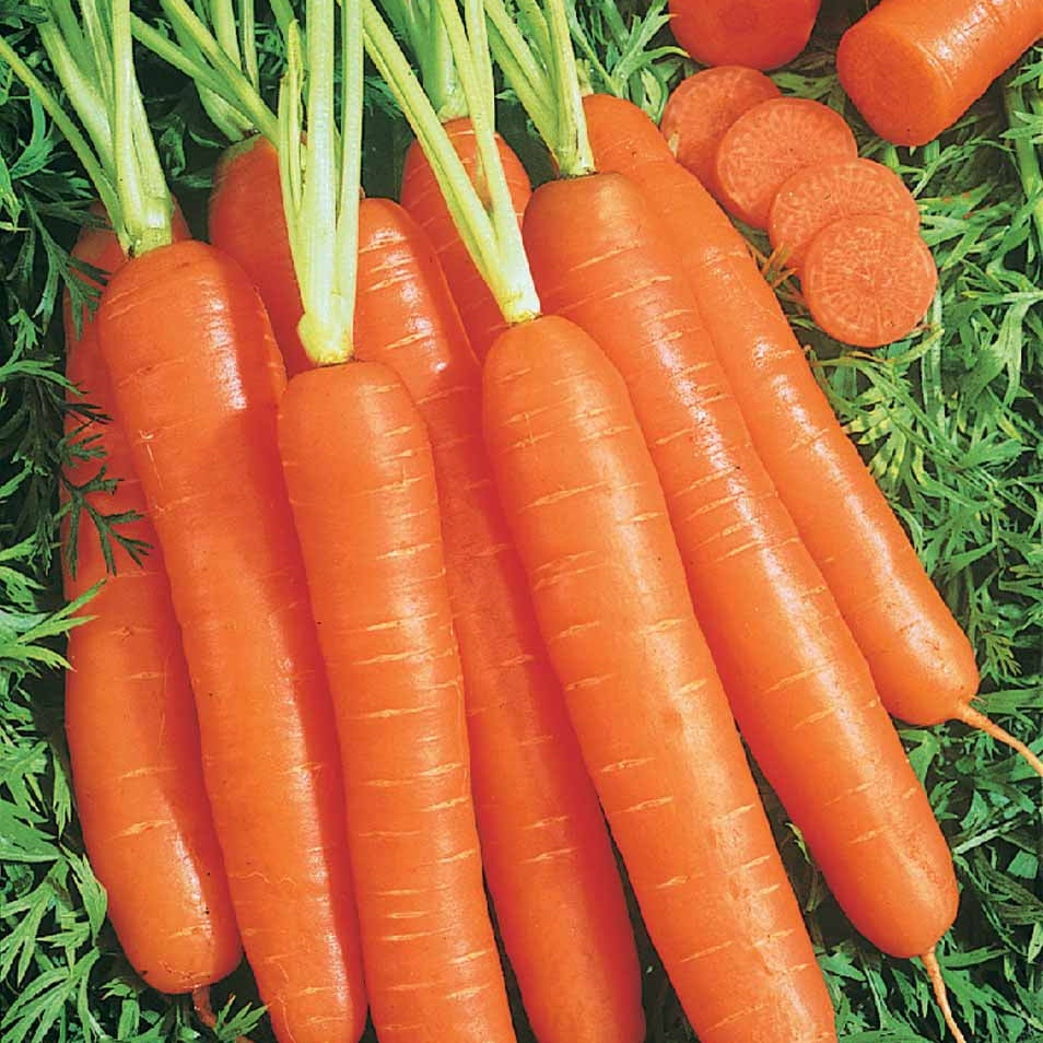 Carotte Longue lisse de Meaux (200 g enrobées) - Daucus carota longue lisse de meaux - Potager