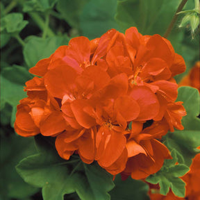 Géranium à massif orange F1 - Pelargonium zonal orange f1 - Potager