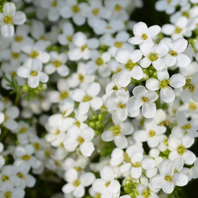 10 Tapis de graines Massif ensoleillé - Tapis de graines massif ensoleillé - Graines de fleurs