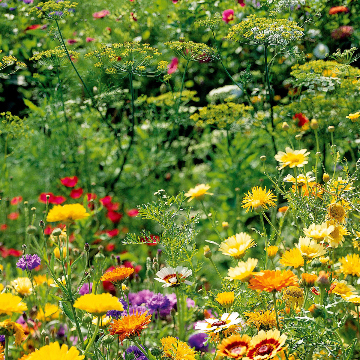 Mélange fleuri pour oiseaux botanic® - graines à semer (10 m²) : Bulbes de  fleurs BOTANIC jardin - botanic®