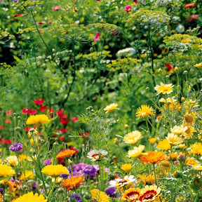 Mélange de fleurs spécial oiseaux - Potager