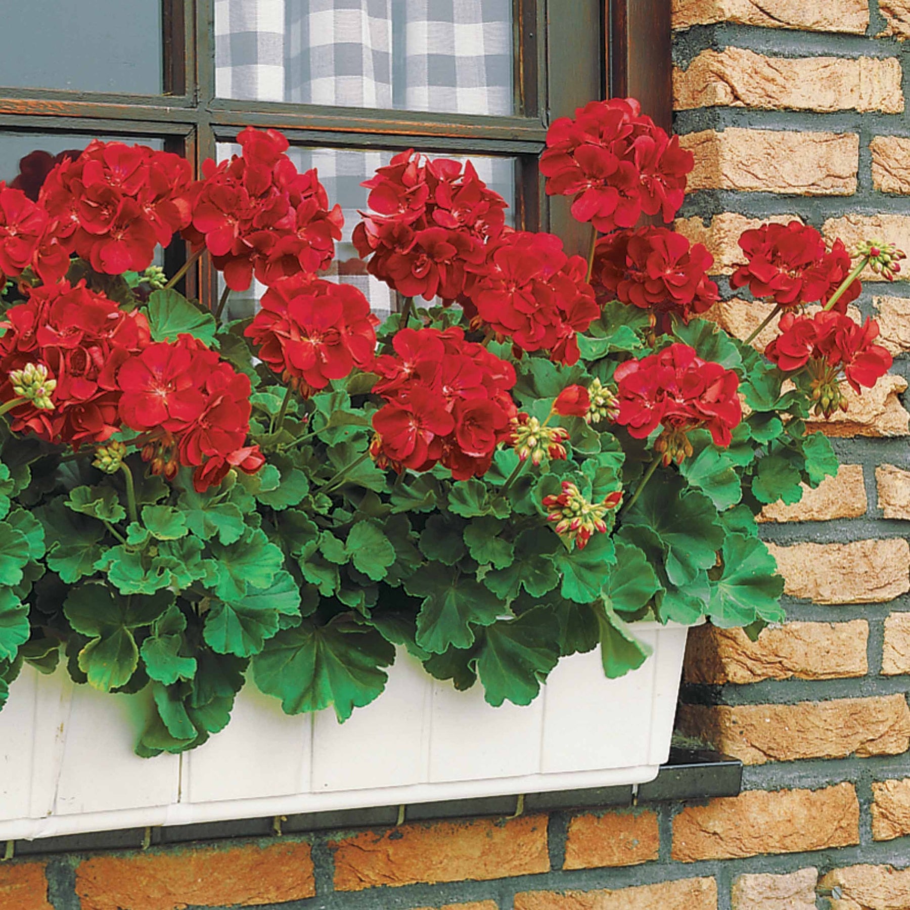 Géranium à massif rouge F1 - Pelargonium zonale f1 - Potager