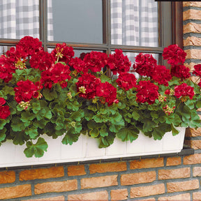 Géranium à massif rouge F1 - Pelargonium zonale f1 - Graines de fleurs