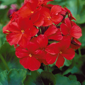 Géranium à massif rouge F1 - Pelargonium zonale f1