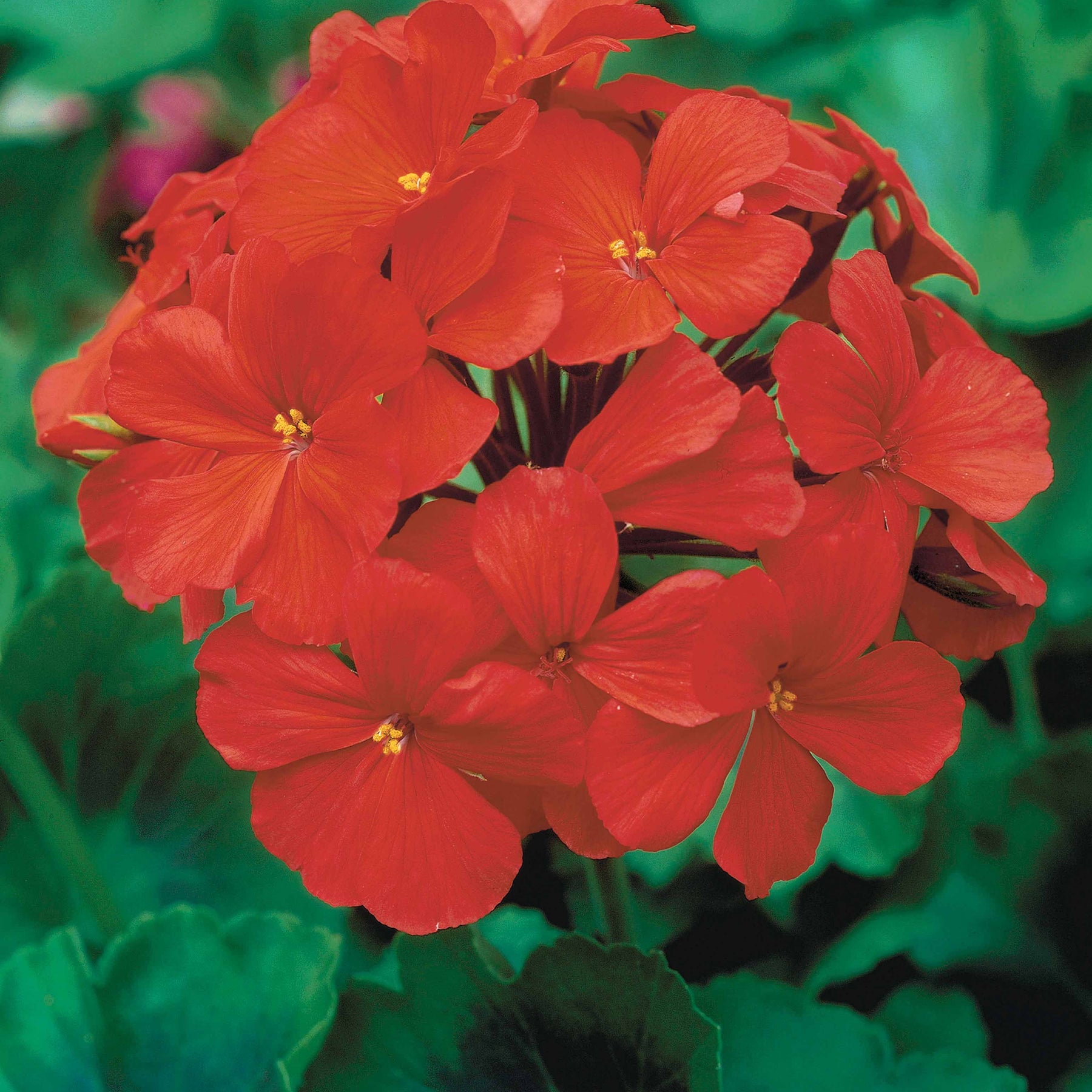 Géranium à massif rouge F1 - Pelargonium zonale f1