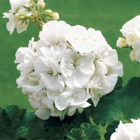 Géranium à massif blanc F1 - Pelargonium zonale f1 - Potager