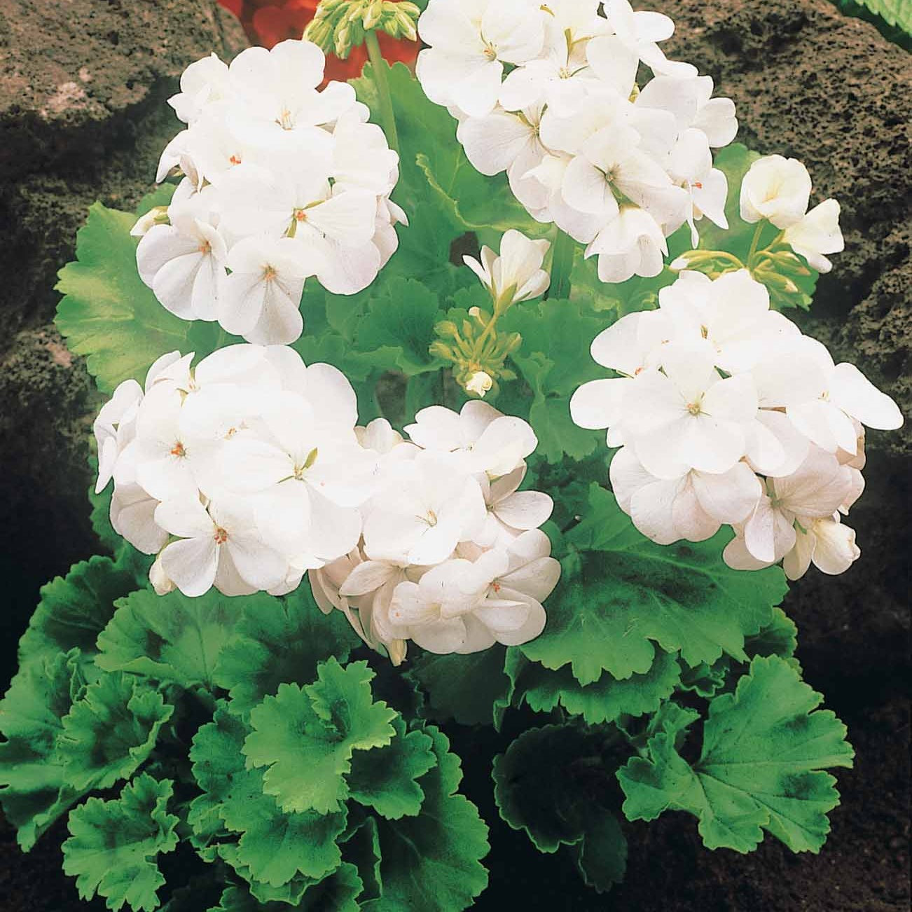 Géranium à massif blanc F1 - Pelargonium zonale f1 - Graines de fleurs