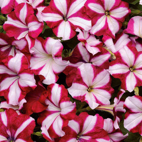 Pétunia retombant Easy Wave Burgundy Star F1 - Petunia easy wave burgundy star - Potager