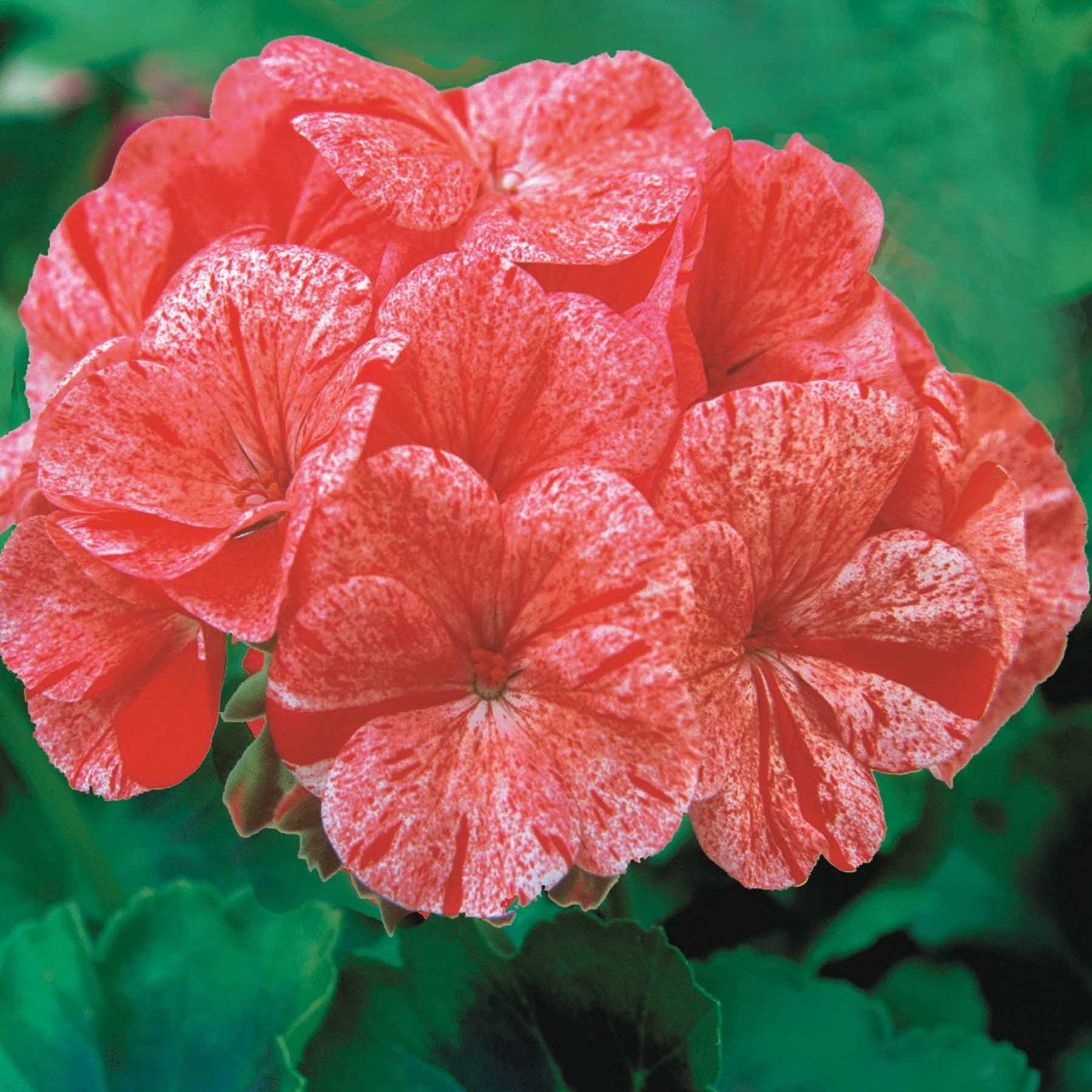 Géranium zonal Raspberry Ripple F1 - Pelargonium zonal raspberry ripple f1 - Potager